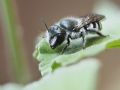 Osmia submicans